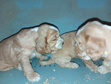 Cuccioli di Cocker