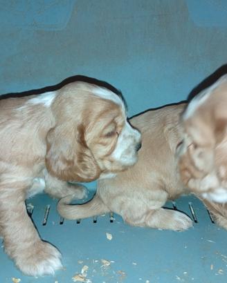 Cuccioli di Cocker