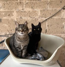 Adozione gatte adulte - Nala e Bastet