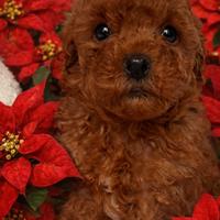 Cani Barboncino Toy cuccioli