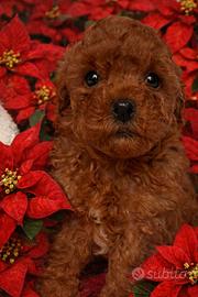 Cani Barboncino Toy cuccioli