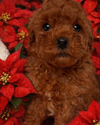 Cani Barboncino Toy cuccioli