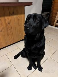 Labrador nero di quasi tre anni