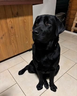 Labrador nero di quasi tre anni
