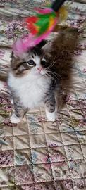 gattino siberiano