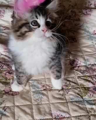 gattino siberiano