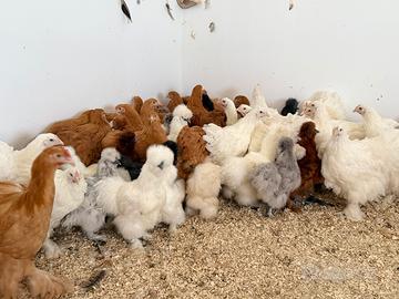 Moroseta e galline ornamentali
