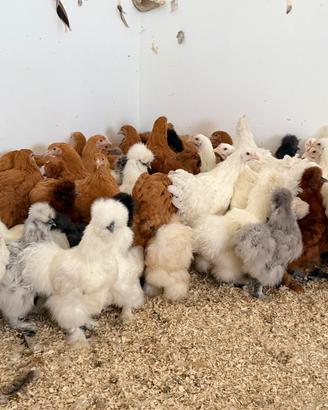 Moroseta e galline ornamentali