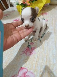 Cucciola di chihuahua