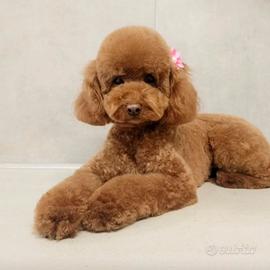 Barboncino toy red per monta