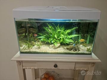 Acquario completo Basic 54