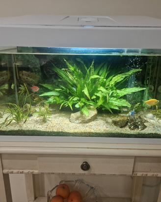 Acquario completo Basic 54