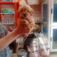 Barboncino mini toy femmina