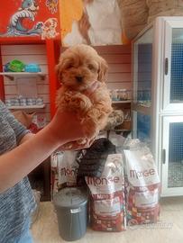 Barboncino mini toy femmina