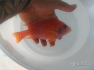 Ciclide Aulonocara Red Dragon king