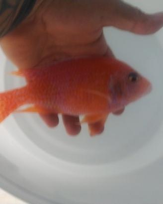 Ciclide Aulonocara Red Dragon king