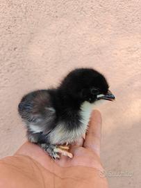 Pulcini marans