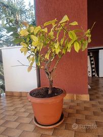 pianta limone