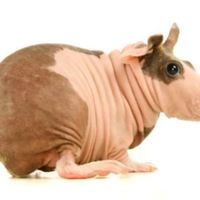 Cavia nuda maschio e femmina Skinny