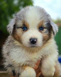 Cucciola Blue merle pastore australiano