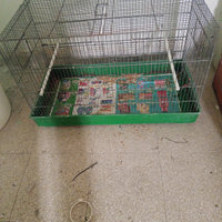 Mai usata nuovissima per uccelli