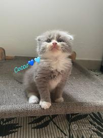 Scottish cuccioli