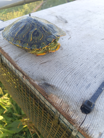 Tartaruga d acqua dolce