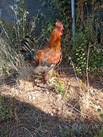 Galletto giovane Marans