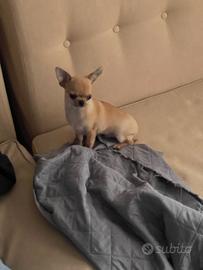 Cucciolo di chihuahua maschio