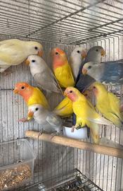 Pappagallini inseparabile Roseicollis