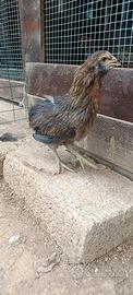 Coppia araucana