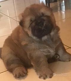 Cucciolo chow chow