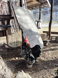 Gallo cocincina nana