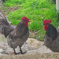 Galli Australorp