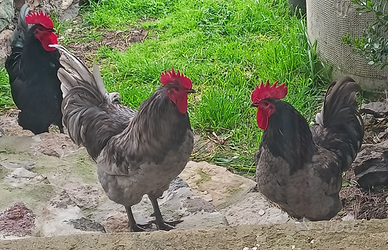 Galli Australorp
