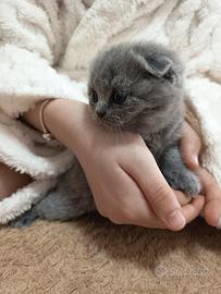 Gattini scottish Fold e Straight