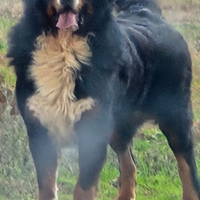 Bovaro del bernese per monte