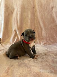 Cuccioli - femmina Amstaff nata a fine agosto