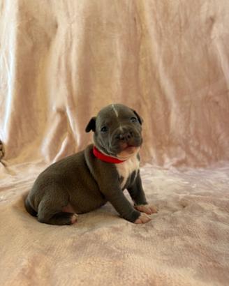 Cuccioli - femmina Amstaff nata a fine agosto