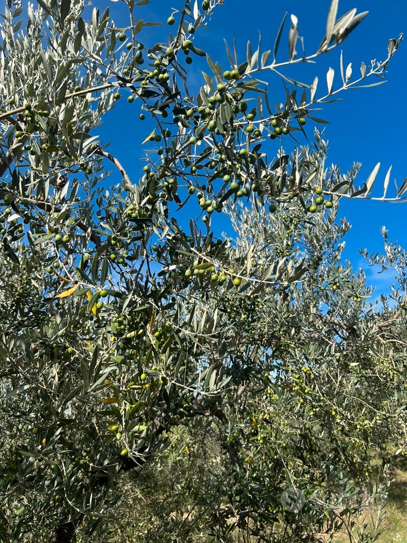Terreno agricolo - Vista 6