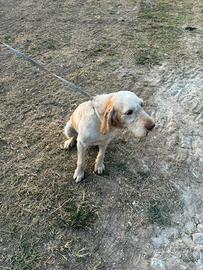 Spinone femmina