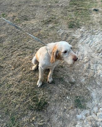 Spinone femmina