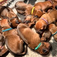 Cuccioli di Rhodesian Ridgeback