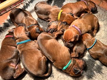 Cuccioli di Rhodesian Ridgeback