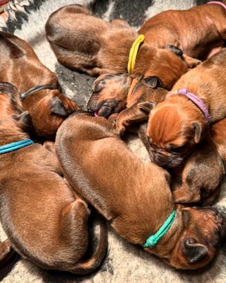 Cuccioli di Rhodesian Ridgeback