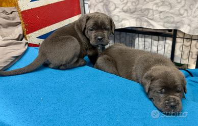 Cuccioli Cane Corso