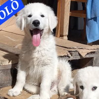 Cuccioli pastore maremmano due mesi e mezzo