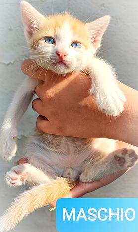 Cuccioli micetti biancorossi con occhi azzurri
 in vendita a Catania