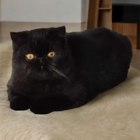 Exotic shorthair