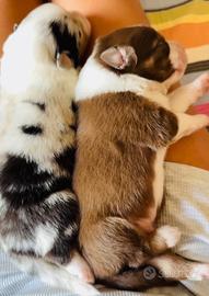 Australian Shepherd